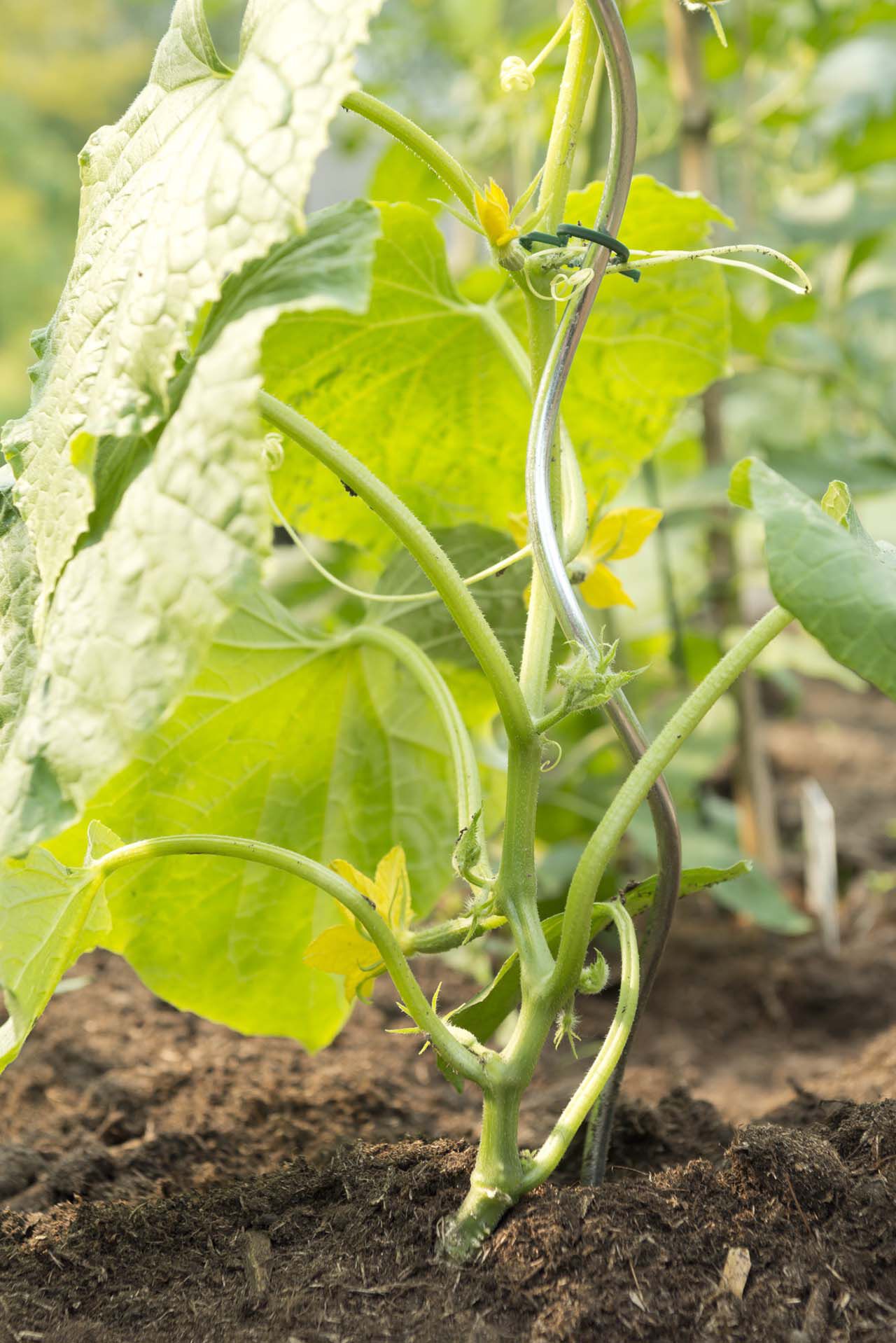 komkommer steun moestuin welkoop